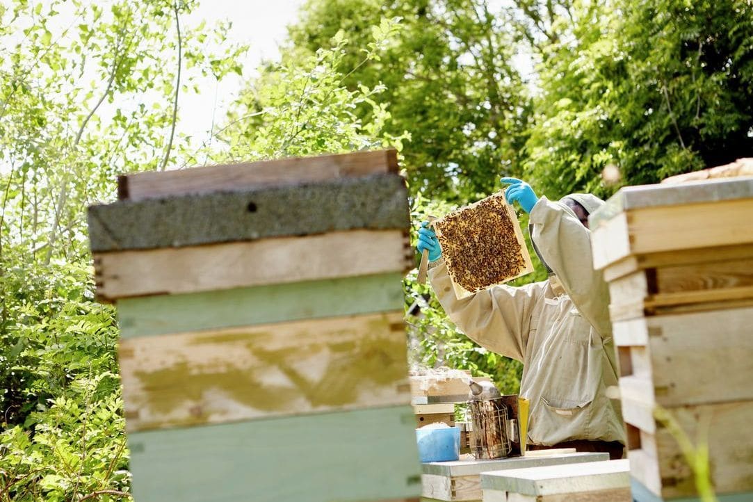 Honeypot Harvest