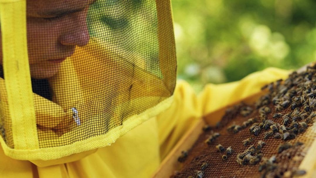 Honeypot Harvest 12