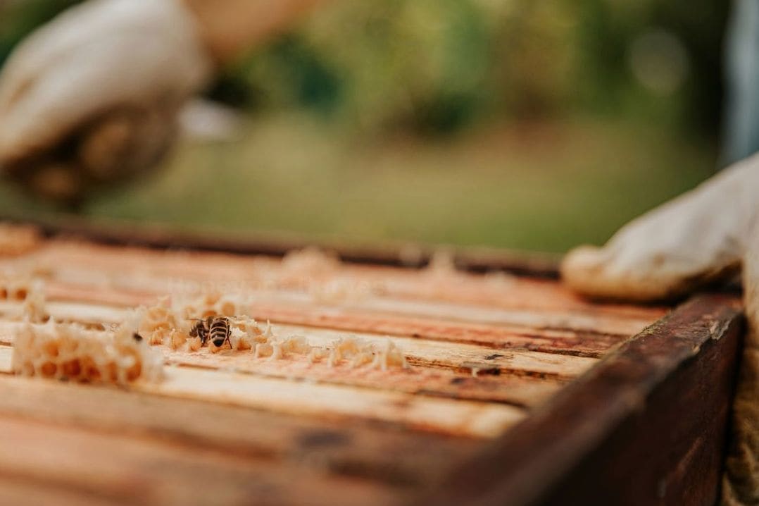 Honeypot Harvest 15